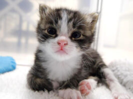 ミルクのいい匂いにビックリした子猫