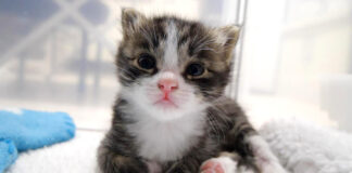 ミルクのいい匂いにビックリした子猫