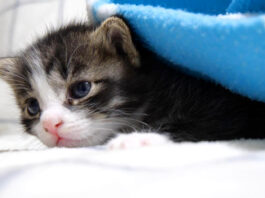 寝ぼけまなこの子猫