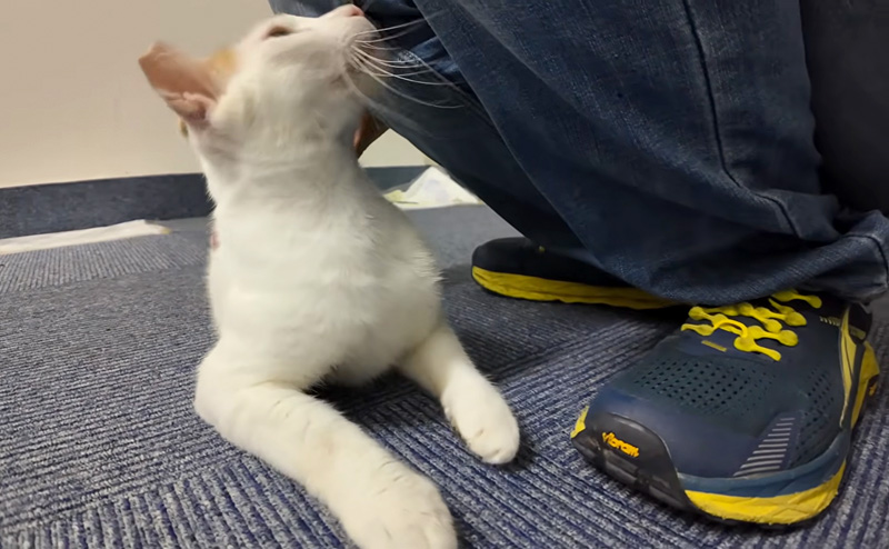 撫でられる猫