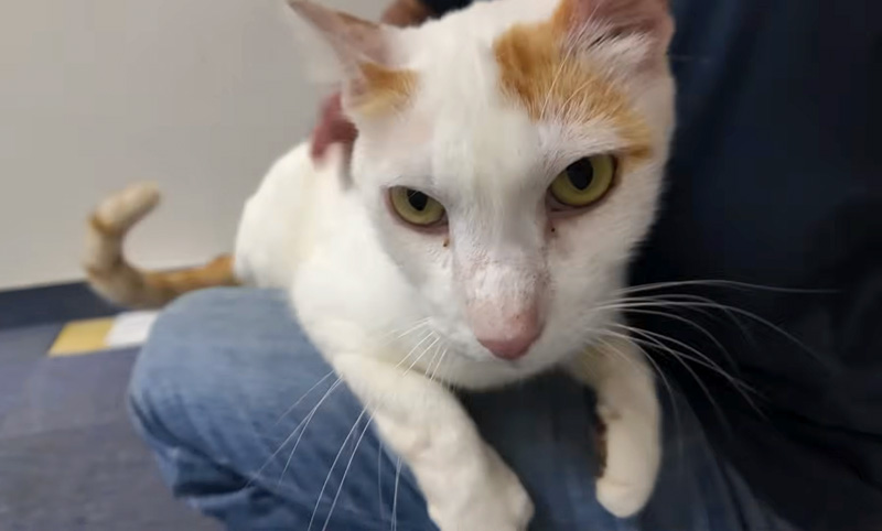 膝に乗る猫