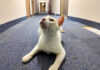 猫ホテルで出会った猫