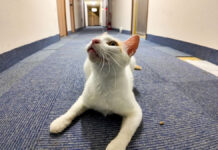 猫ホテルで出会った猫