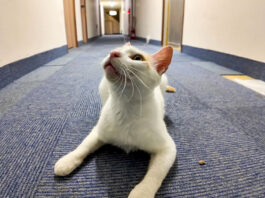 猫ホテルで出会った猫