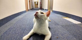 猫ホテルで出会った猫
