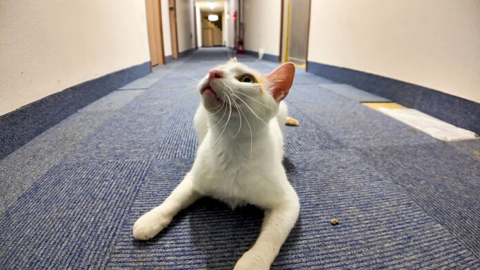 猫ホテルで出会った猫