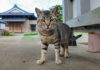 猫島のお寺で遭遇した猫