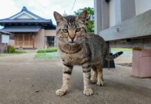 猫島のお寺で遭遇した猫