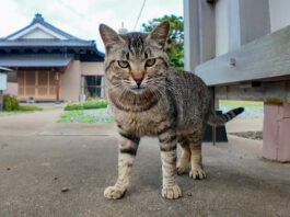 猫島のお寺で遭遇した猫