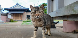猫島のお寺で遭遇した猫