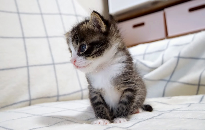 ウトウトする子猫