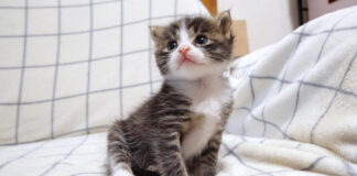 見つめてくる子猫