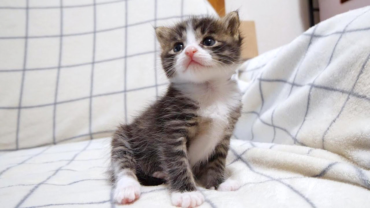 見つめてくる子猫