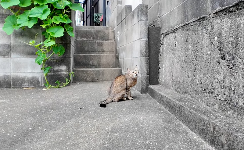 逃げた猫