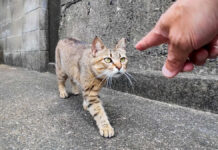 甘えに戻ってきた猫