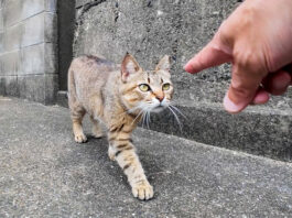 甘えに戻ってきた猫