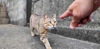 甘えに戻ってきた猫