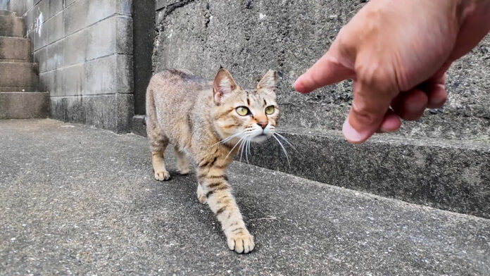 甘えに戻ってきた猫