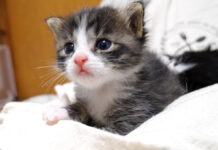 ミルクが飲み足りなかった子猫