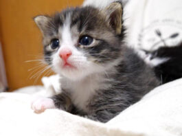 ミルクが飲み足りなかった子猫