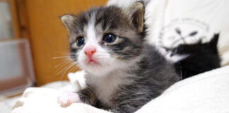 ミルクが飲み足りなかった子猫