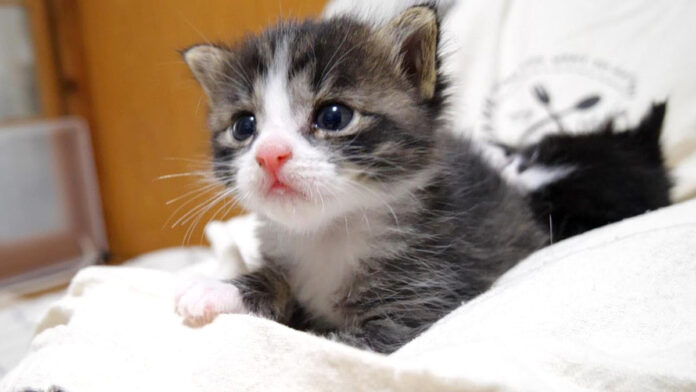 ミルクが飲み足りなかった子猫