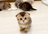 おかわりをおねだりする子猫