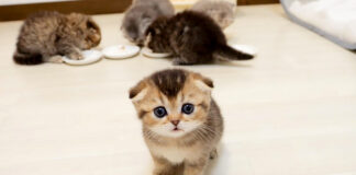 おかわりをおねだりする子猫