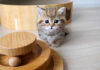 オモチャで遊ぶ子猫