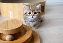 オモチャで遊ぶ子猫