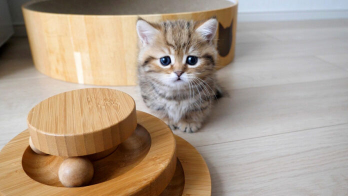 オモチャで遊ぶ子猫