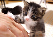ママ見っけな子猫