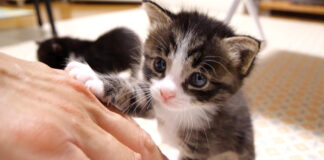 ママ見っけな子猫