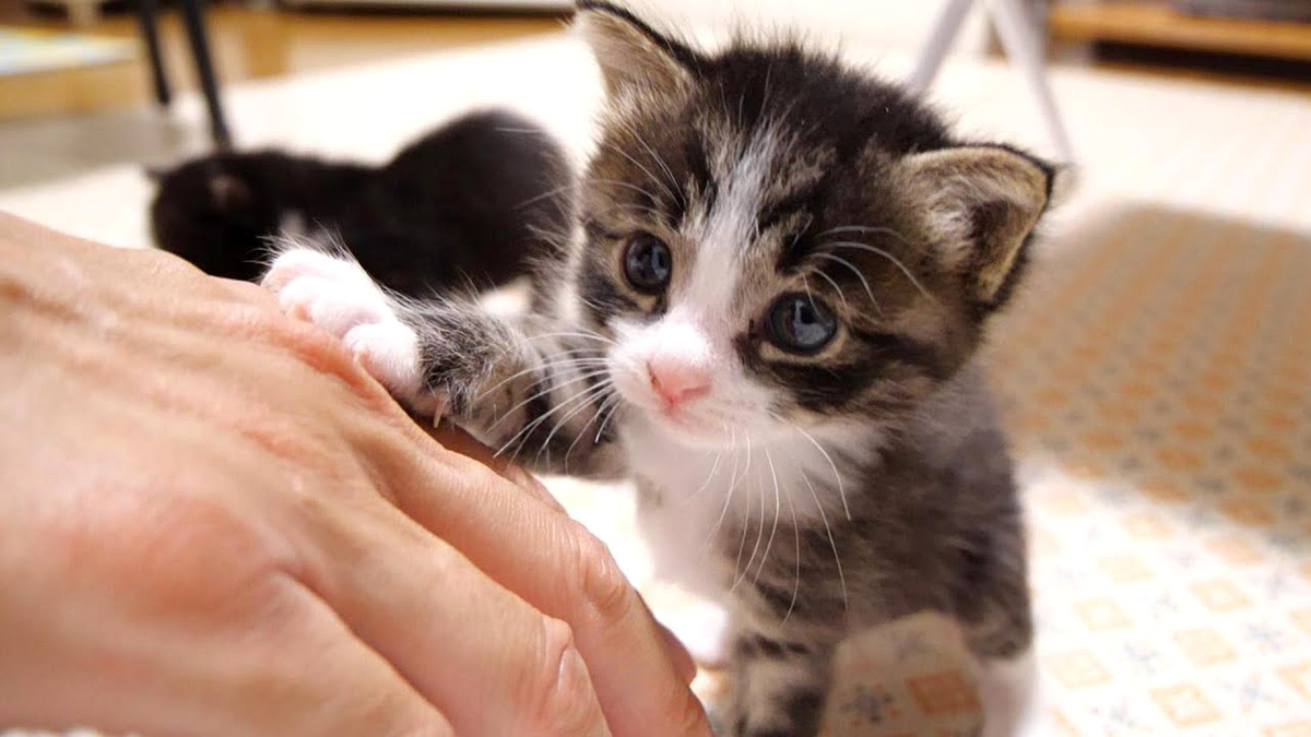 ママ見っけ♪」とママのお腹の上に登り出した子猫達がとっても可愛かっ