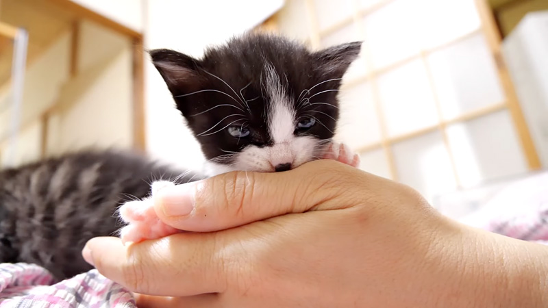 甘える子猫