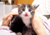 甘えん坊な子猫