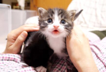 甘えん坊な子猫
