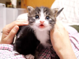 甘えん坊な子猫