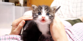甘えん坊な子猫