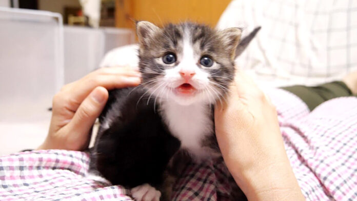 甘えん坊な子猫
