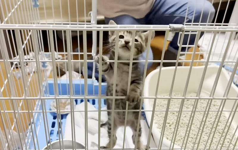 よじ登る子猫