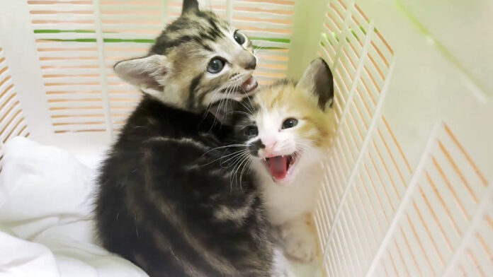 保護された子猫達
