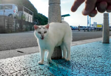 フェリー乗り場で出会った猫