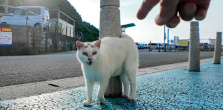 フェリー乗り場で出会った猫