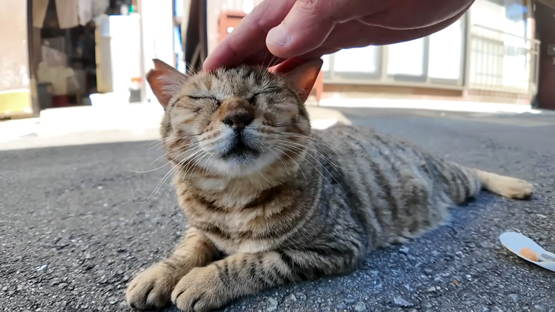 ナデナデを堪能する猫