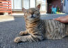 ナデナデを堪能する猫