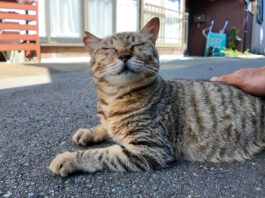 ナデナデを堪能する猫
