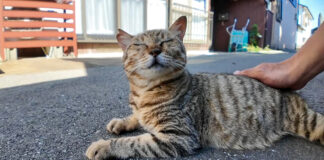 ナデナデを堪能する猫