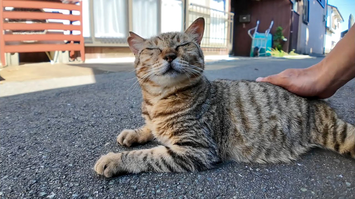 rojiuraiyasi_neko_title.jpg