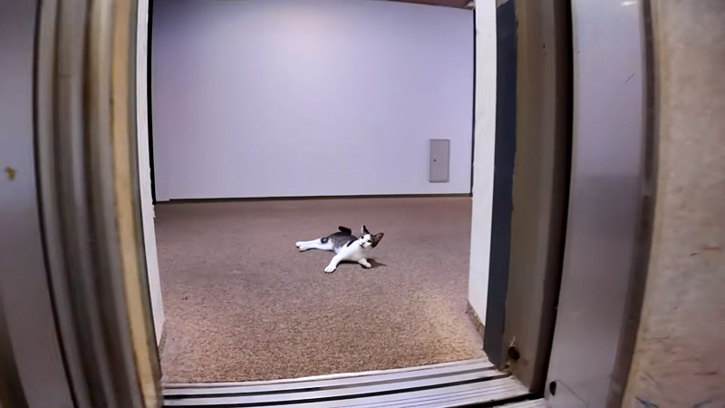 エレベーターを降りたところに猫